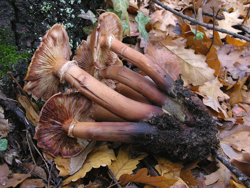 5 giorni d''acqua...poi i funghi (25 novembre)